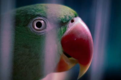 Close-up portrait of a parrot