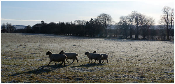 Horses in a field