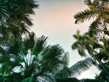 Low angle view of palm trees against clear sky