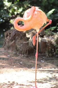 Close-up of a bird