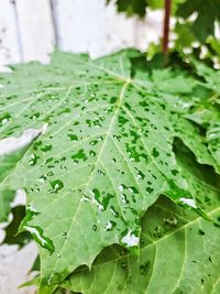 Close-up of wet plant