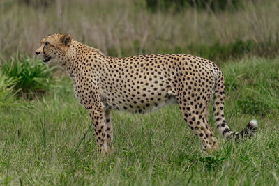 Cheetah on field