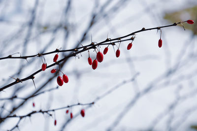 Close-up of red berries growing on tree