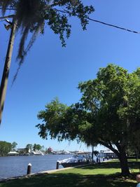Trees against blue sky