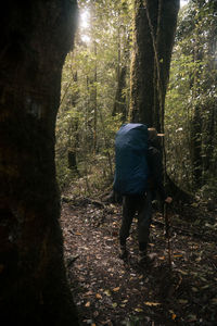 Rear view of woman walking in forest