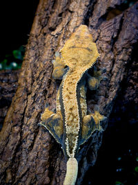 Close-up of lizard on tree trunk