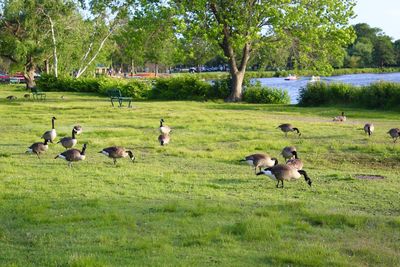 Flock of birds on grassy field