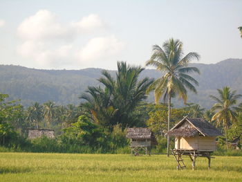 Small houses in the rice field area