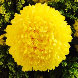 Close-up of yellow flower