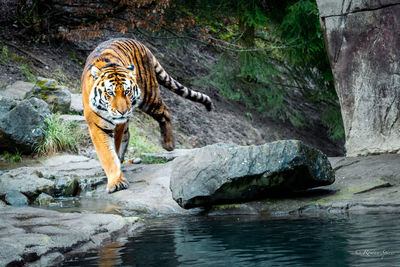 Full length of a cat drinking water