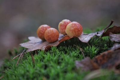 Close-up of fruits growing on field