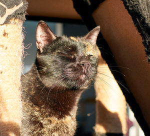 Close-up of a cat
