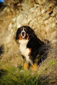 Dog sitting on grassy field