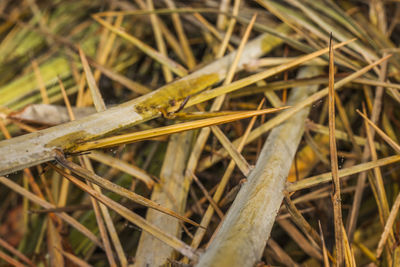 Close-up of lizard on grass