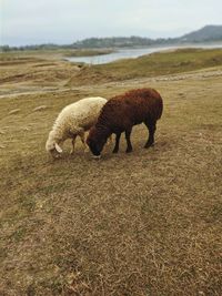 Sheep grazing on field
