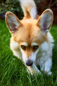 Close-up portrait of dog