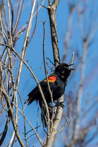 Low angle view of bird perching on branch