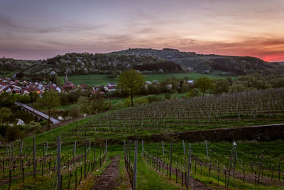 Scenic view of vineyard against sky during sunset