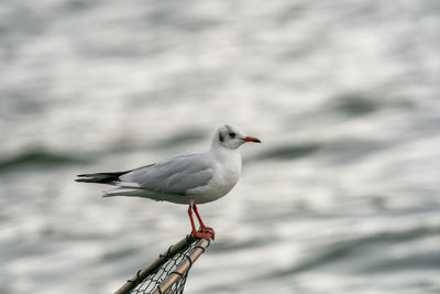 Close-up of seagull perching