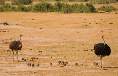 African ostrich in the savanna of in zimbabwe, south africa