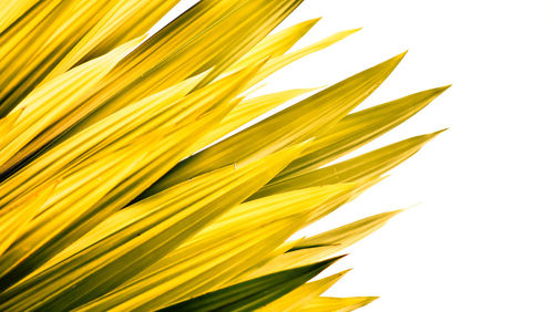 Close-up of yellow leaf against white background