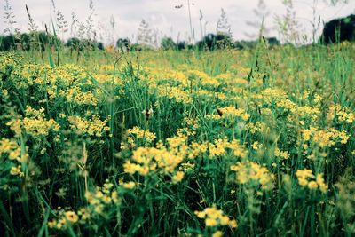 View of yellow flowering plants on field