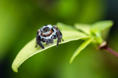 Close up of jumping spider on leaf with nature background.