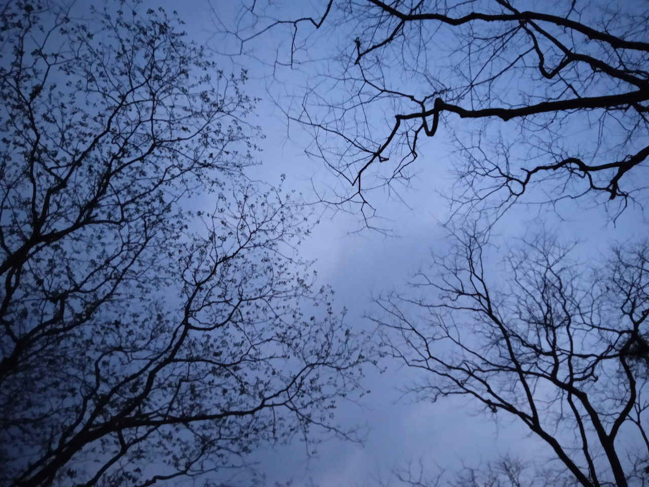 LOW ANGLE VIEW OF SILHOUETTE BARE TREES AGAINST BLUE SKY