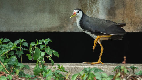 Close-up of bird perching on plant
