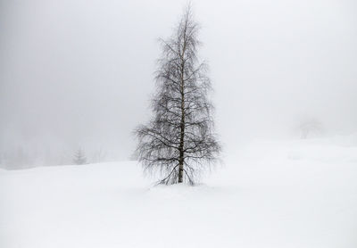 Bare tree on snow covered field during winter