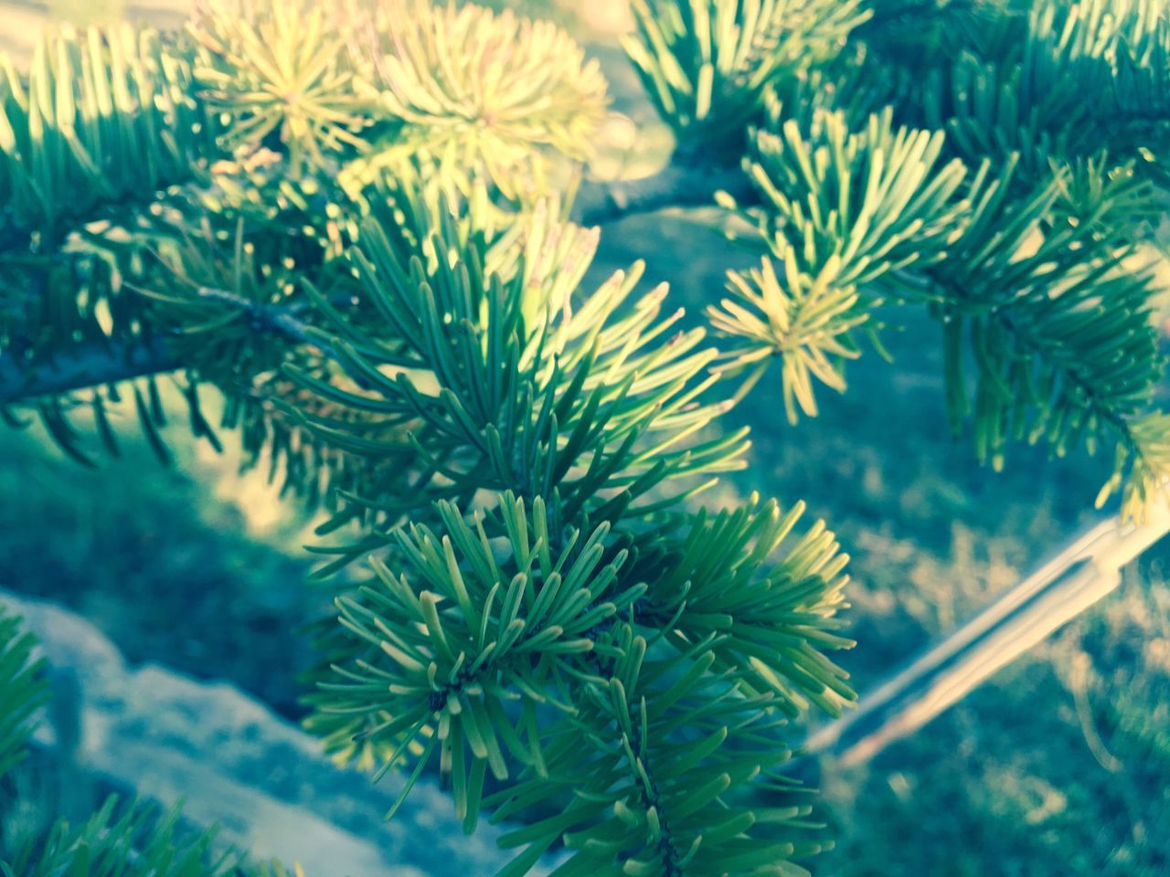 growth, plant, green color, nature, close-up, leaf, beauty in nature, selective focus, focus on foreground, branch, water, green, freshness, tranquility, day, scenics, outdoors, coniferous tree, pine tree, fragility, frond, no people, growing, needle - plant part, spruce tree