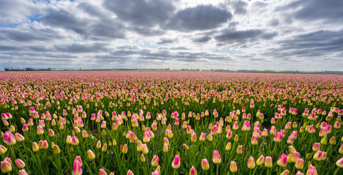 View of flowering plants on field against cloudy sky