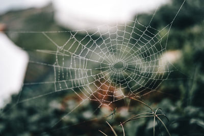 Close-up of spider web