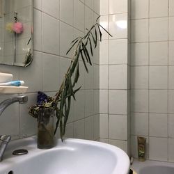 Plant in bathroom at home