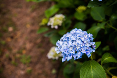 Close-up of hydrangea blooming outdoors