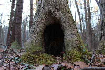 Ivy growing on tree trunk in forest