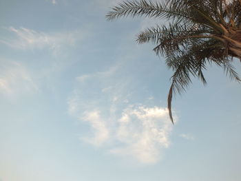 Low angle view of palm tree against sky