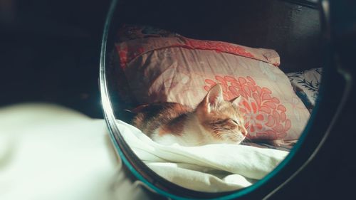 Close-up of a cat sleeping in glass