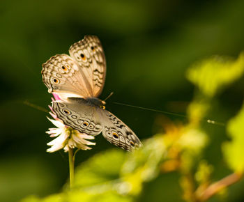 Close-up of butterfly pollinating on flower