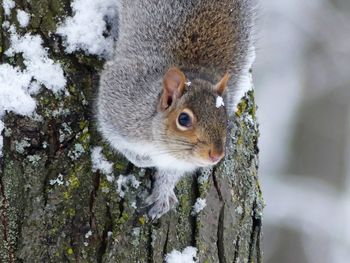 Close-up of squirrel on tree trunk during winter
