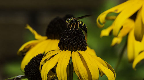 Close-up of honey bee pollinating on yellow flower