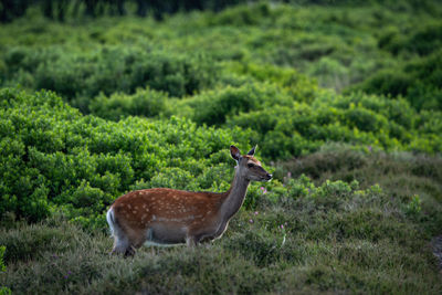 A wild deer on heathland in dorset england