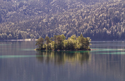 Scenic view of lake in forest