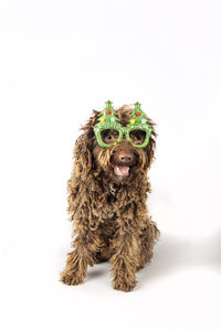 Dog wearing christmas tree top glasses.