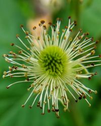 Close-up of flowering plant