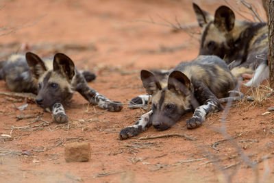 View of two dogs