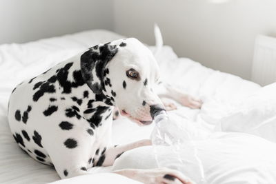 Dalmatian dog sniffing bottle on bed at home