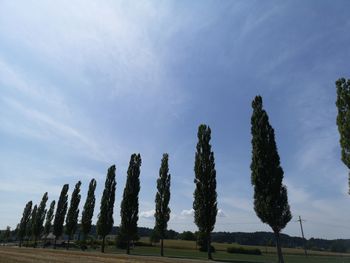 Low angle view of trees on field against sky