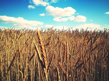 View of stalks in field against cloudy sky