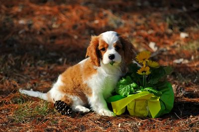 Portrait of dog on field